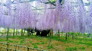 玉敷神社の藤まつり