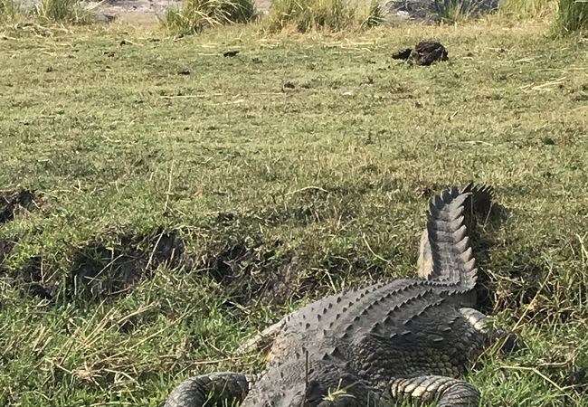 大満足！本場アフリカでのサファリ満喫。