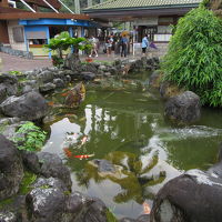 受付前に池があり、鯉が泳いでいました。