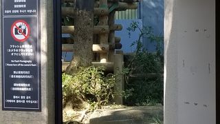 パンダかわいい