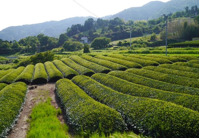 宇治茶の郷 和束の茶畑 クチコミ アクセス 営業時間 木津 加茂 フォートラベル 宇治茶の郷 和束の茶畑 クチコミ アクセス 営業時間 木津 加茂 フォートラベル