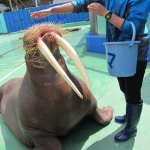 ドクターフィシュ、やり放題