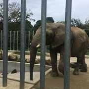 動物との距離が近いふれあい型動物園