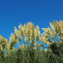 パンパスグラス