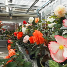 温室内にも様々な花が咲いています
