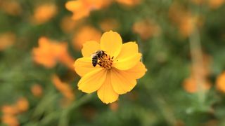 満開！　武庫川コスモス園
