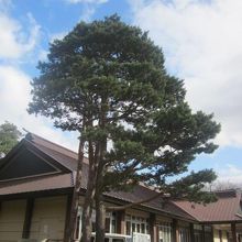 記念館正面向かって左手に威風堂々と聳える加藤の松の様子