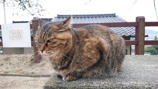 猫の楽園