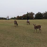 奈良公園へアクセス良好