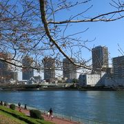 隅田川と桜