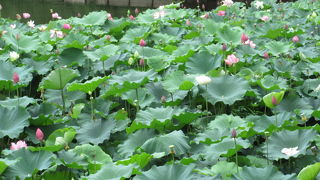 蓮のシーズン