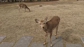鹿せんべいを持っていると・・・