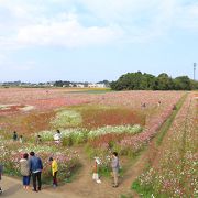 中津駅からの送迎バス含め、無料なのが申し訳ない程の素晴らしいコスモス畑。