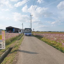 無料バスを利用すれば、気軽にコスモス畑に来れちゃいます。