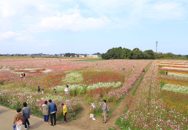 中津駅からの送迎バス含め、無料なのが申し訳ない程の素晴らしいコスモス畑。