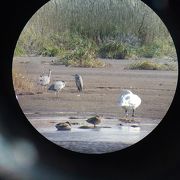 アイヌ語で『鳥がいつもいる湖』  野鳥のサンクチュアリ。