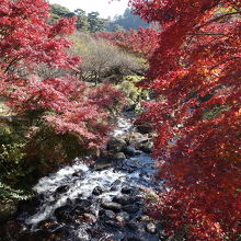 初川と紅葉