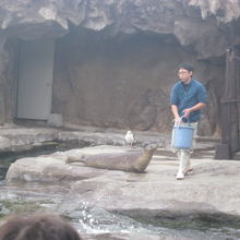 もぐもぐタイム中の屋外のアザラシさんの様子