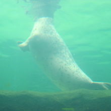 水中から餌を貰いにいこうとするアザラシさんの様子