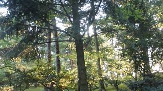 苔の地面がきれい