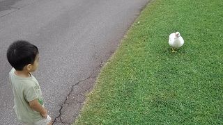 今後の鯉に期待