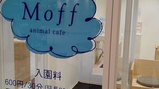 猫カフェがオープンしていました。