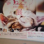 ねこがかわいいだけ展に行って来ました。