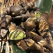 愛媛宇和島漁港直送の新鮮な魚介が食べられます