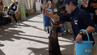 海獣ショーが楽しい！