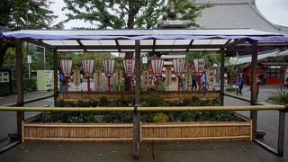 これを菊花展というのは酷なような気もします