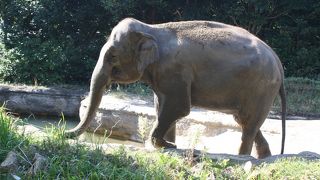 動物がイキイキしているジャングルのような動物園