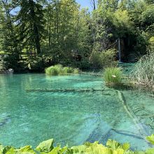 古木が沈み、神秘的。