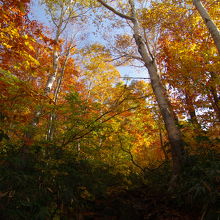 最初の30分ほどは紅葉に包まれて登る