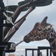 給餌器を食む（？）ゲンキ君の様子