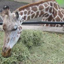 普通に干し草を食んでいる結ちゃんの様子