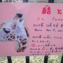 結ちゃんはアメリカからやって来ました。