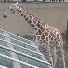 思春期（？）の結ちゃんは、少し恥ずかしそう？