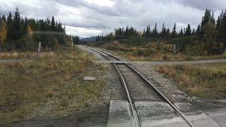 タイガとツンドラ、グリズリーだ！