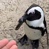 Boulders penguin colony