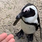 &#9825;  ラブリー   &#9825;   ペンギン  