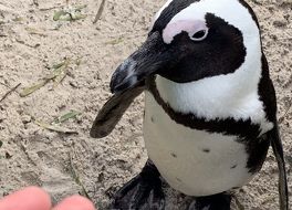 Boulders penguin colony