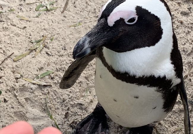 Boulders penguin colony