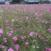 コスモス畑がきれい