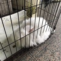 ウサギさん。餌やりもできます