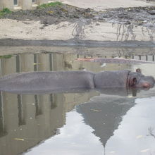 旭山動物園の中では目立たない印象ですが…。