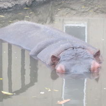 百吉は長崎から、旭子はメキシコからやって来ました。