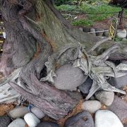 ビャクシン樹林　大瀬神社　神池　御神木