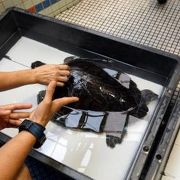 鳥羽～南紀のドライブ　道の駅 紀宝町ウミガメ公園　