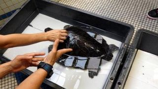 鳥羽～南紀のドライブ　道の駅 紀宝町ウミガメ公園　