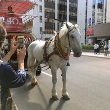 札幌観光幌馬車